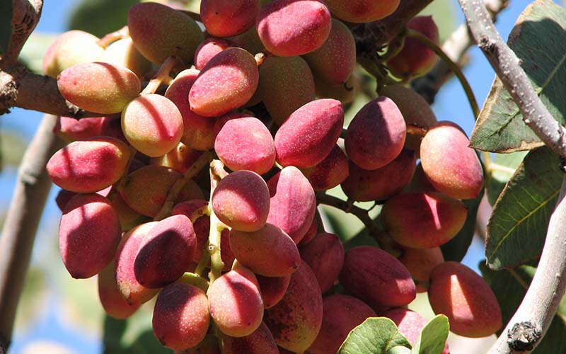 کاهش ۲۵ درصدی پسته‌ی تولیدی شهرستان مه ولات