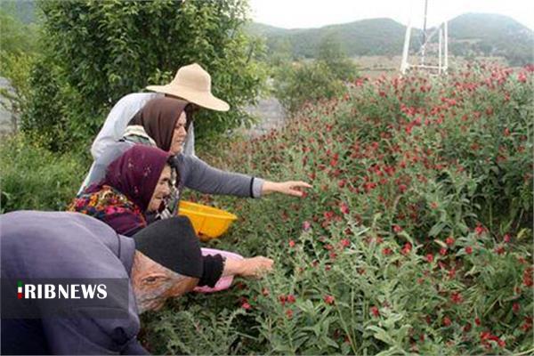 چرا حامیان طب مدرن و سنتی سر ناسزگاری دارند