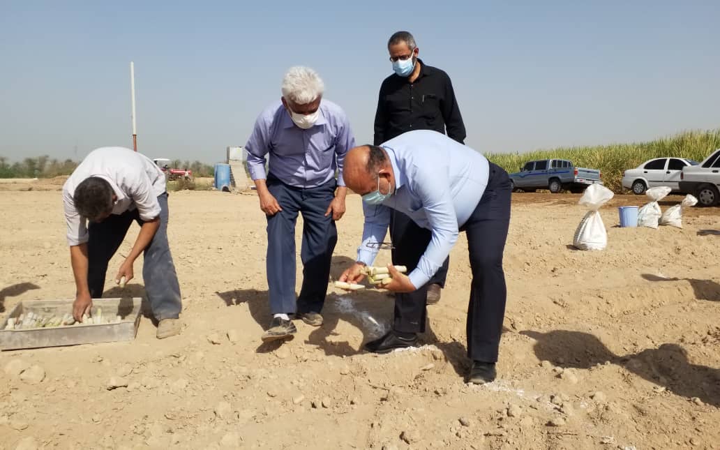 کشت دو گونه جدید نیشکر در موسسه تحقیقات توسعه نیشکر کشت دو گونه جدید نیشکر در موسسه تحقیقات توسعه نیشکر