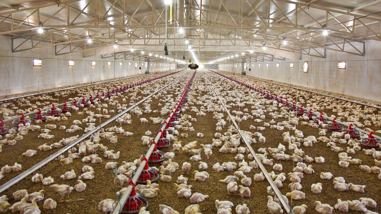 ۲۸ پرونده برای مرغداریهای مختلف لالی تشکیل شد ۲۸ پرونده برای مرغداریهای مختلف لالی تشکیل شد