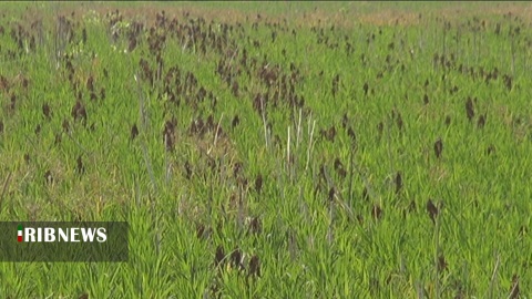 خاک ؛ ثروتی که فرسایش آن را به یغما می بَرد