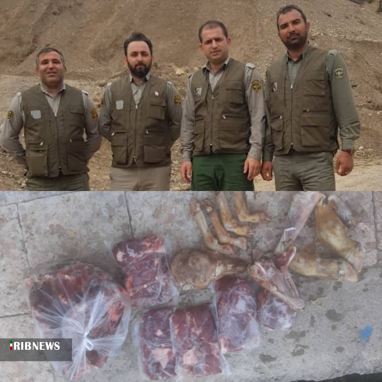 کشف لاشه ۳ راس مرال، کل وحشی و شوکا