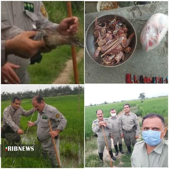 کشف لاشه ۳ راس مرال، کل وحشی و شوکا