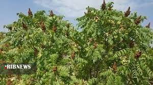 آغاز برداشت سماق در سردشت آغاز برداشت سماق در سردشت