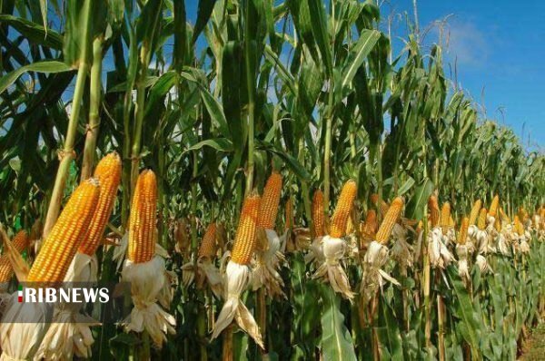 ذرت علوفهای مریوان محصولی مغذی با نیاز آبی زیاد! ذرت علوفهای مریوان محصولی مغذی با نیاز آبی زیاد!