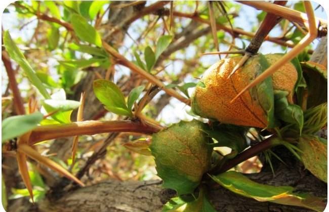 ۱۲۵۰ هکتار مبارزه با بیماری زنگ زرشک در خراسان جنوبی