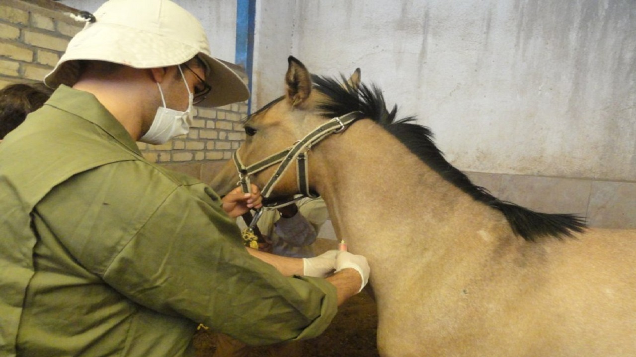 اسبهای کارون تست مشمشه دادند اسبهای کارون تست مشمشه دادند