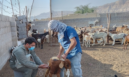 تزریق بیش از ۳۰۰ هزار دز واکسن به دامهای سبک رامهرمز تزریق بیش از ۳۰۰ هزار دز واکسن به دامهای سبک رامهرمز