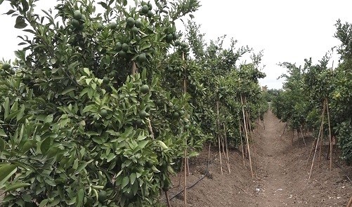 نارنگیهایی که در غورگی حلوا میشوند نارنگیهایی که در غورگی حلوا میشوند