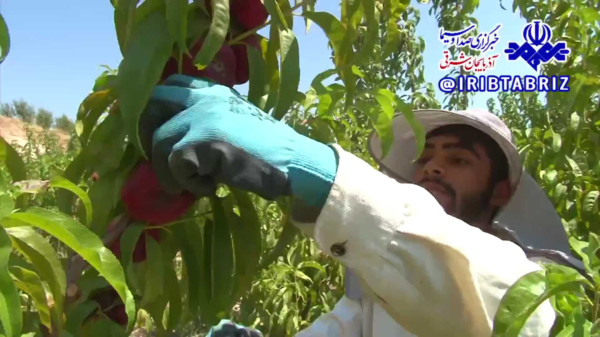 روانه شدن ۳۵۰ هزار تن میوه از باغ‌های مراغه به بازار