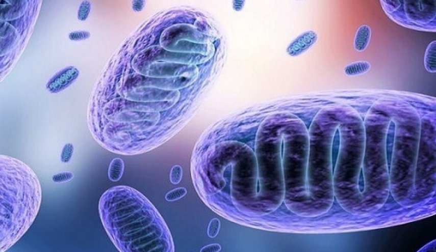 بیماری قارچ سیاه چیست؟ بیماری قارچ سیاه چیست؟