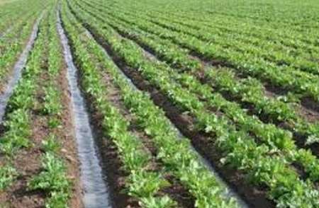 تاخیر در کشت پائیزه و زمستانه در شمال خوزستان تاخیر در کشت پائیزه و زمستانه در شمال خوزستان