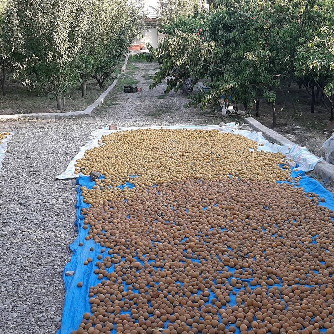 برداشت آلو در روستای گردشگری توآباد بخش آبگرم | خبرگزاری صدا و سیما