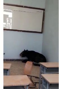 بازگشت خرس سیاه بلوچی به زیستگاه طبیعی خود در رودان