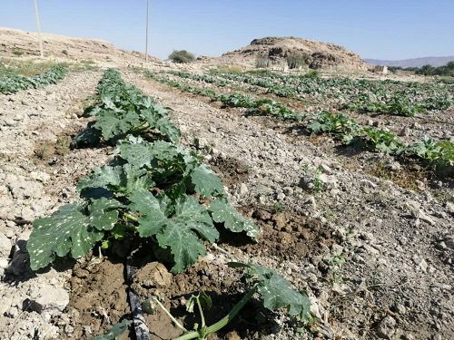 کشت کدو در شهرستان فراشبند