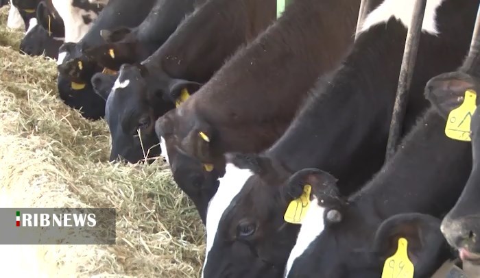 زخم کمبود و گرانی نهاده های دامی بر تن دامداران