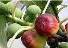 برداشت بیش از ۱۰۰۰ تن انجیر از باغات ایذه برداشت بیش از ۱۰۰۰ تن انجیر از باغات ایذه