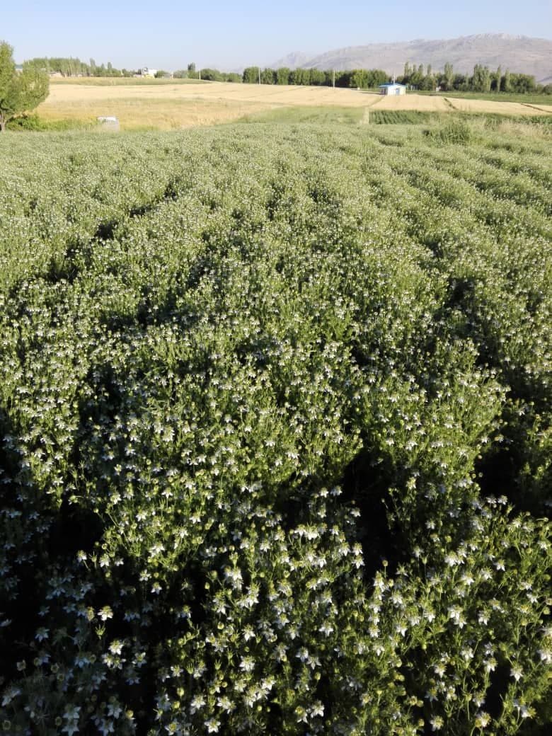 جای خالی صنایع تبدیلی در بازار داغ گیاهان دارویی کرمانشاه