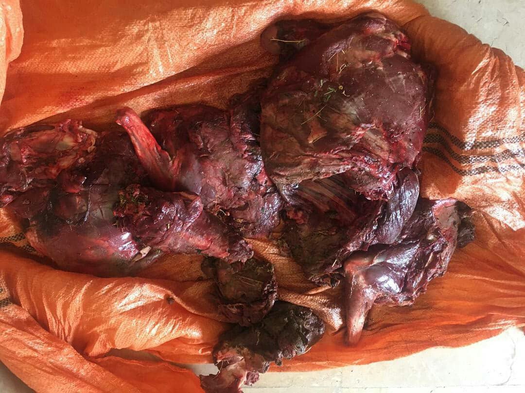 دستگیری شکارچی و ضبط شکار در سبزوار دستگیری شکارچی و ضبط شکار در سبزوار