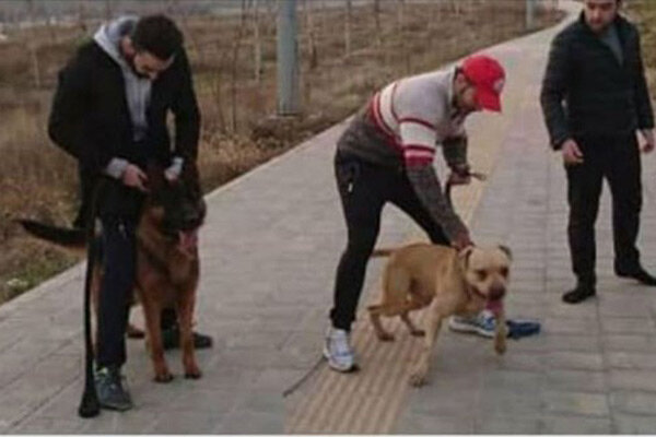 سلب آرامش شهروندان با سگ دوستی، پرورش سگ شغلی پردرآمد سلب آرامش شهروندان با سگ دوستی، پرورش سگ شغلی پردرآمد