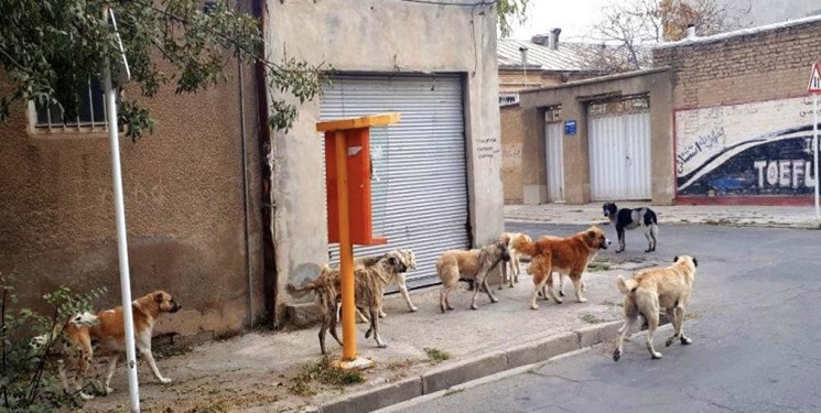 سلب آرامش شهروندان با سگ دوستی، پرورش سگ شغلی پردرآمد سلب آرامش شهروندان با سگ دوستی، پرورش سگ شغلی پردرآمد