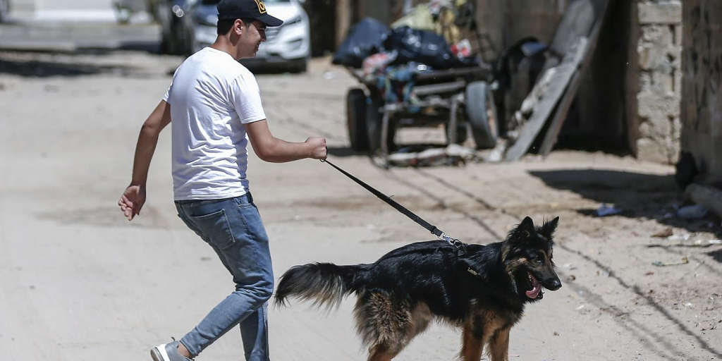 سلب آرامش شهروندان با سگ دوستی، پرورش سگ شغلی پردرآمد سلب آرامش شهروندان با سگ دوستی، پرورش سگ شغلی پردرآمد