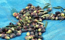 برداشت زیتون روغنی از باغ‌های رودبار