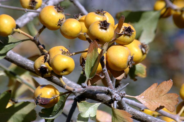 زالزالک به بازار رسید