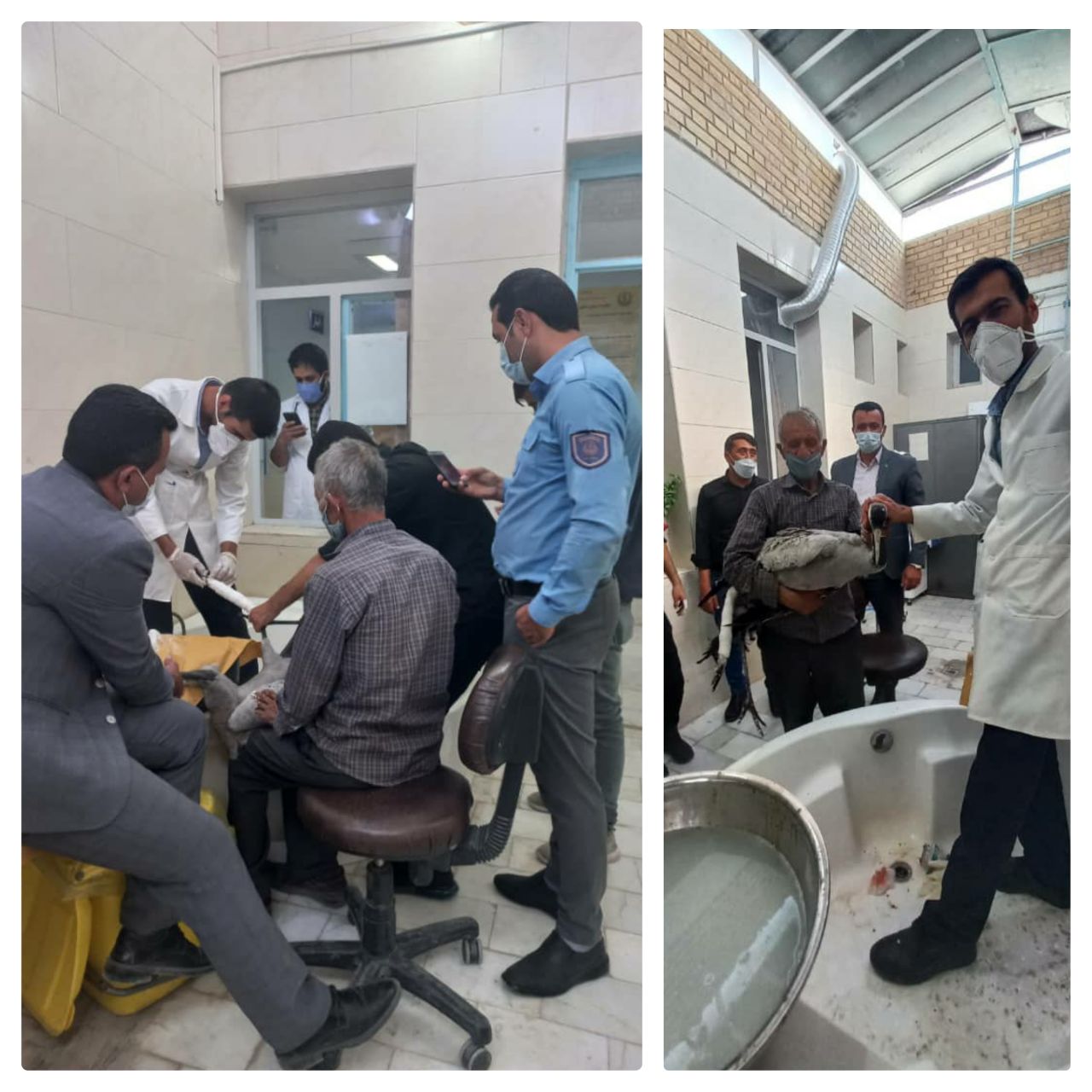 درنای خاکستری با تلاش پرسنل محیط زیست بختگان تیمار شد