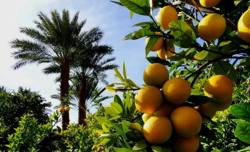 کاهش ۳۰ درصدی تولید مرکبات در قصرشیرین کاهش ۳۰ درصدی تولید مرکبات در قصرشیرین
