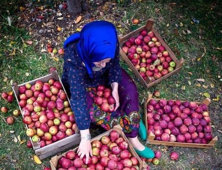 صدور پنج پروانه گردشگری کشاورزی در آذربایجان شرقی