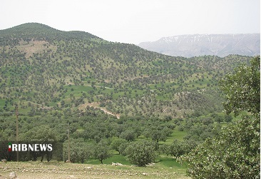 جنگل های بلوط خوزستان در چنگال آفات + فیلم جنگل های بلوط خوزستان در چنگال آفات + فیلم