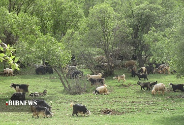جنگل های بلوط خوزستان در چنگال آفات + فیلم جنگل های بلوط خوزستان در چنگال آفات + فیلم