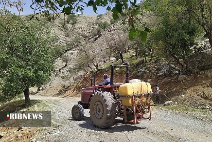 جنگل های بلوط خوزستان در چنگال آفات + فیلم جنگل های بلوط خوزستان در چنگال آفات + فیلم