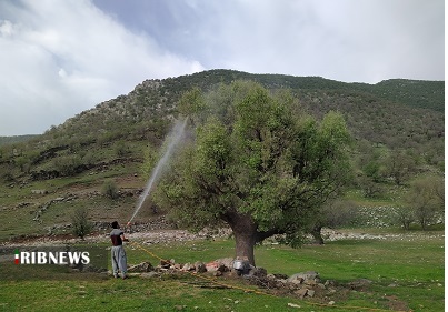 جنگل های بلوط خوزستان در چنگال آفات + فیلم جنگل های بلوط خوزستان در چنگال آفات + فیلم
