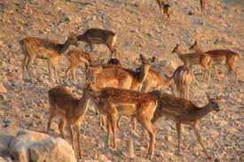 آغاز سرشماری پستانداران شاخص در آذربایجانغربی آغاز سرشماری پستانداران شاخص در آذربایجانغربی