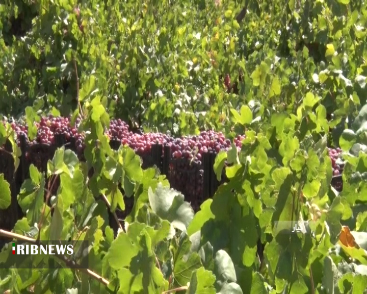 برداشت ۴۰ هزار تن انگور از تاکستان‌های کیار + فیلم