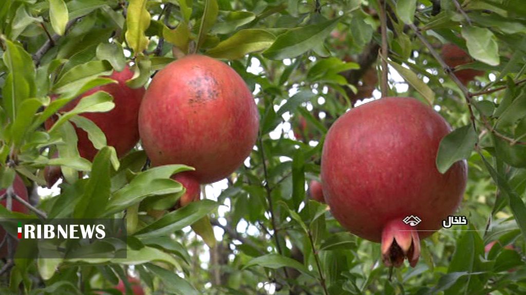برداشت یاقوت های سرخ از روستای بهشتی نمهیل برداشت یاقوت های سرخ از روستای بهشتی نمهیل