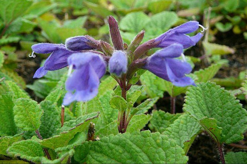 درمان تیروئید پرکار با بهترین دمنوش‌ گیاهی