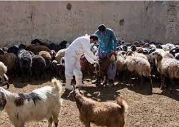 کنترل و پیشگیری بیماریهای دامی در مناطق زلزله زده خوزستان کنترل و پیشگیری بیماریهای دامی در مناطق زلزله زده خوزستان