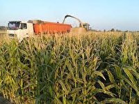 آغاز برداشت ذرت علوفه ای در پلدشت