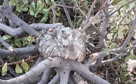 اختصاص اعتبار برای مقابله با آفت های جنگلی در خوزستان