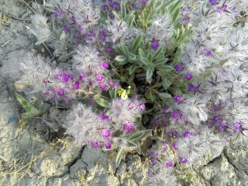 خواص گیاه پشمینه یا چای کوهی خواص گیاه پشمینه یا چای کوهی