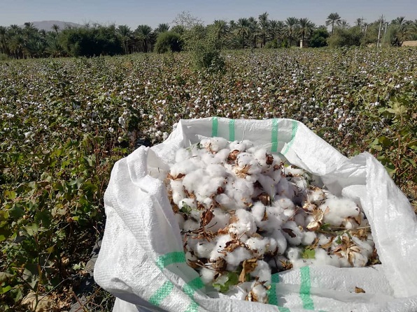 برداشت طلای سفید در فراشبند