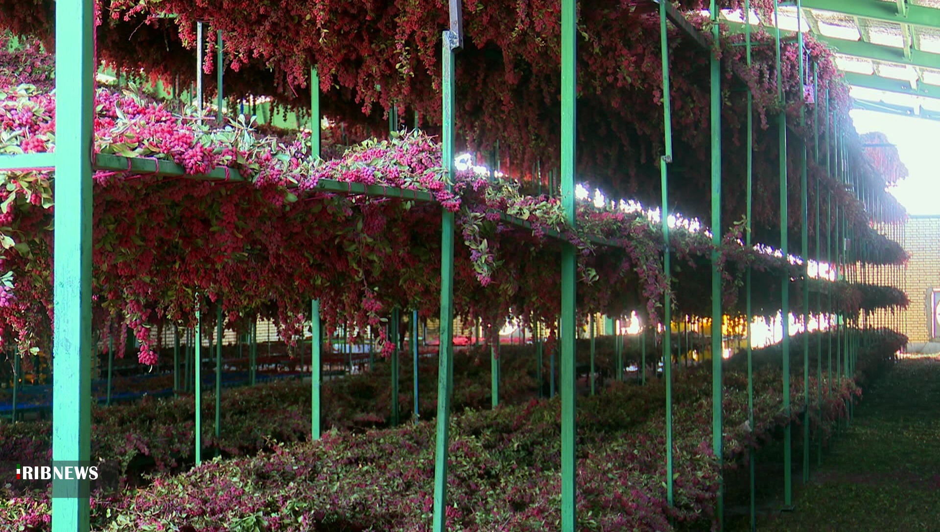 تاراج ثروتی عظیم