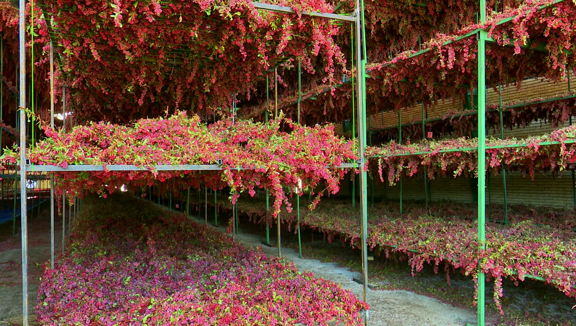 تاراج ثروتی عظیم