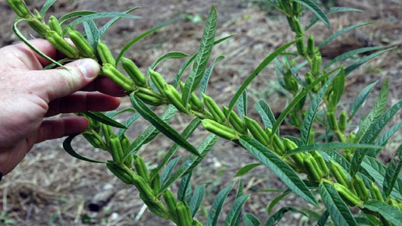 کشت کنجد در ۶۵۰ هکتار از اراضی امیدیه