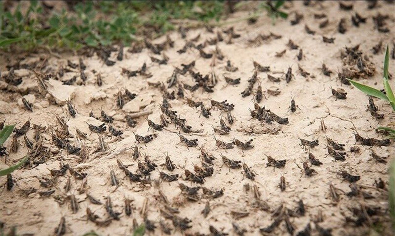 ردیابی ملخ صحرایی در زمینهای هرمزگان ردیابی ملخ صحرایی در زمینهای هرمزگان