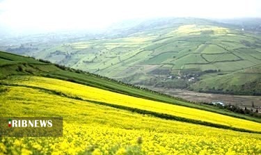 آغاز کشت کلزا در گلستان