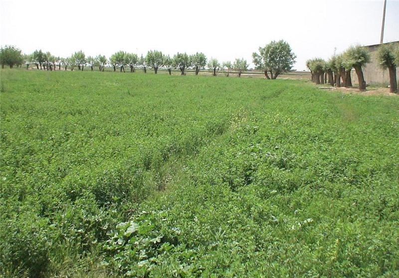 صدور مجوز کشت پاییزه در زمینهای کشاورزی دشتآزادگان صدور مجوز کشت پاییزه در زمینهای کشاورزی دشتآزادگان